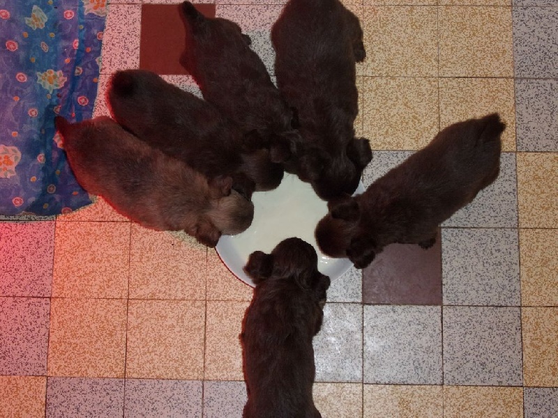 Chiot Chihuahua Du Clan Des Azteques